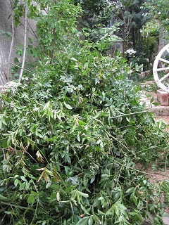 c0152002_11194117.jpg
