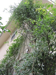 c0152002_1120339.jpg