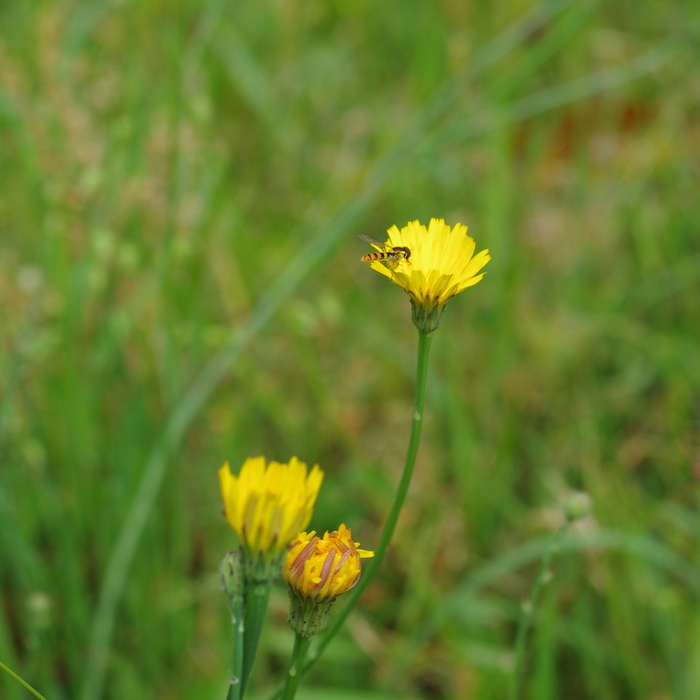 f0195813_824369.jpg