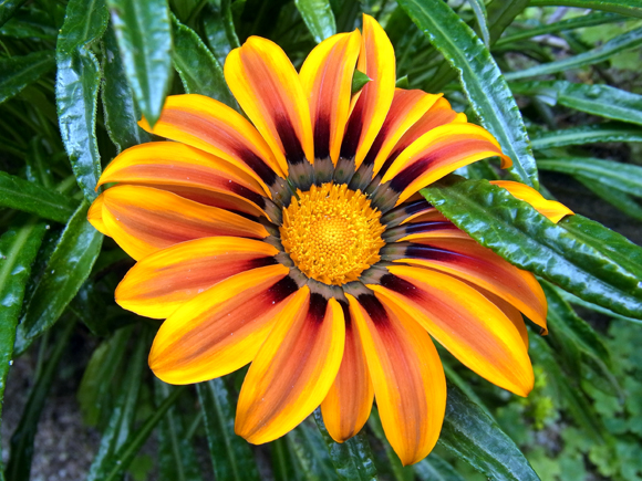 e0083517_111640.jpg