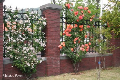 c0071221_20111242.jpg