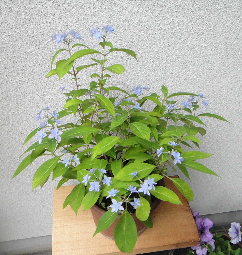 f0000521_20235079.jpg