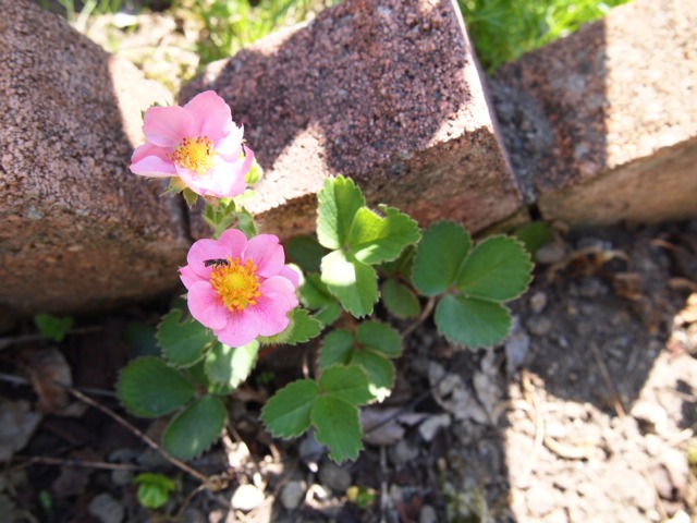 c0117239_8173067.jpg