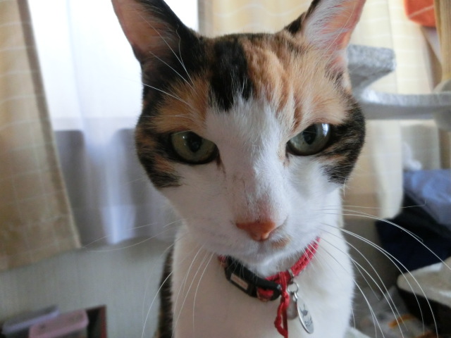 c0194042_16381661.jpg