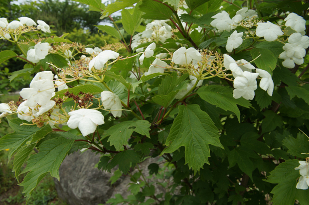 f0214649_1542562.jpg