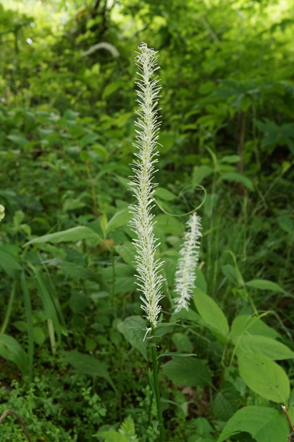 f0214649_1548960.jpg