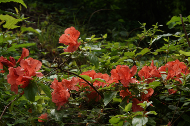 f0214649_1550860.jpg