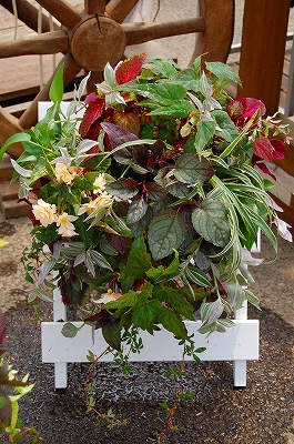 e0025655_5115687.jpg