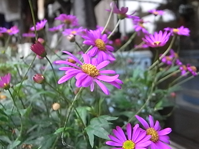 a0146070_6515779.jpg