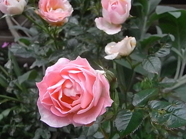 a0146070_651617.jpg
