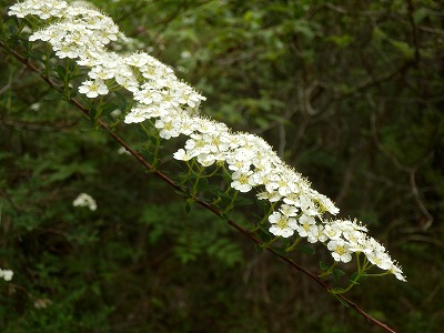 f0057070_21142179.jpg