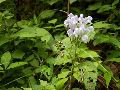 f0057070_2115104.jpg