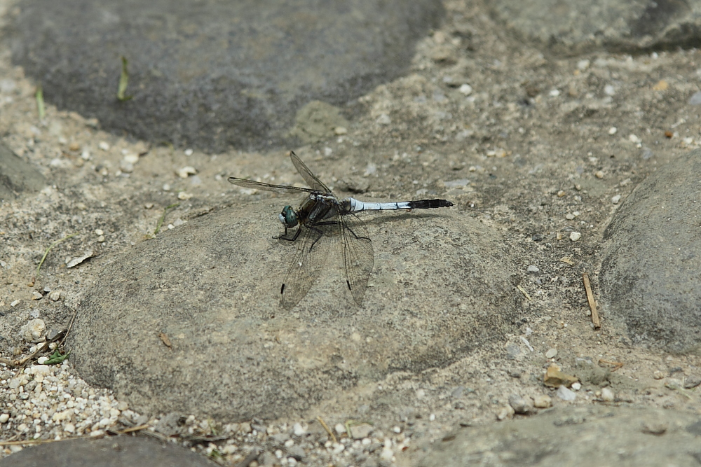 e0249878_22215625.jpg