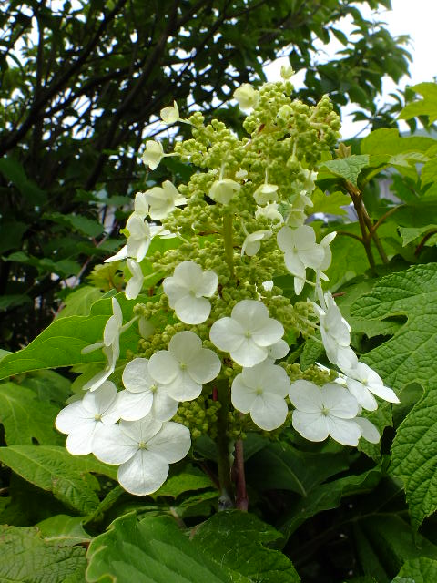 e0145782_2005522.jpg