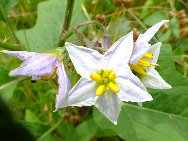 e0145782_2011428.jpg