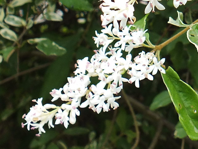 e0145782_2035831.jpg
