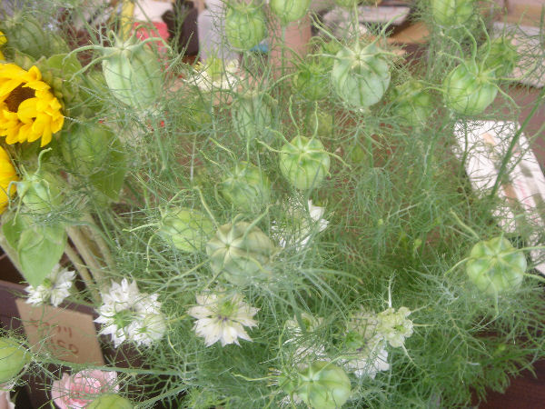 e0140986_1648281.jpg