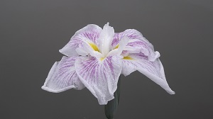 f0235289_7553992.jpg