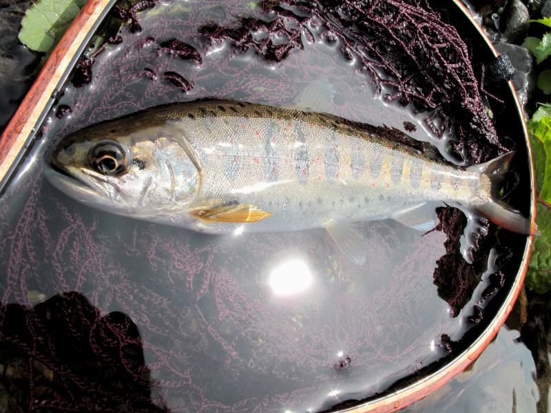 f0129994_8175034.jpg