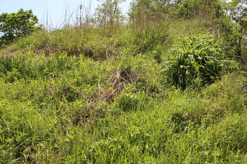 e0054299_9432474.jpg
