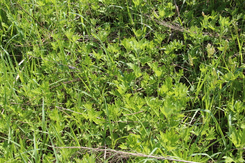 e0054299_944326.jpg