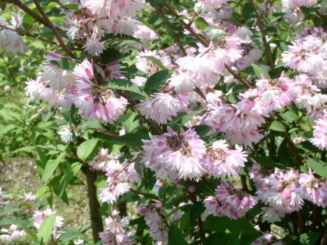 e0025300_21581679.jpg