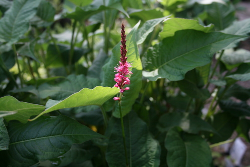a0139007_18101259.jpg
