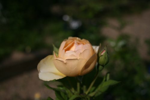a0139007_18204865.jpg