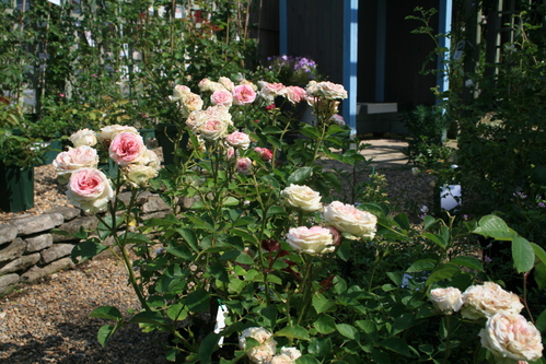 a0139007_1821265.jpg