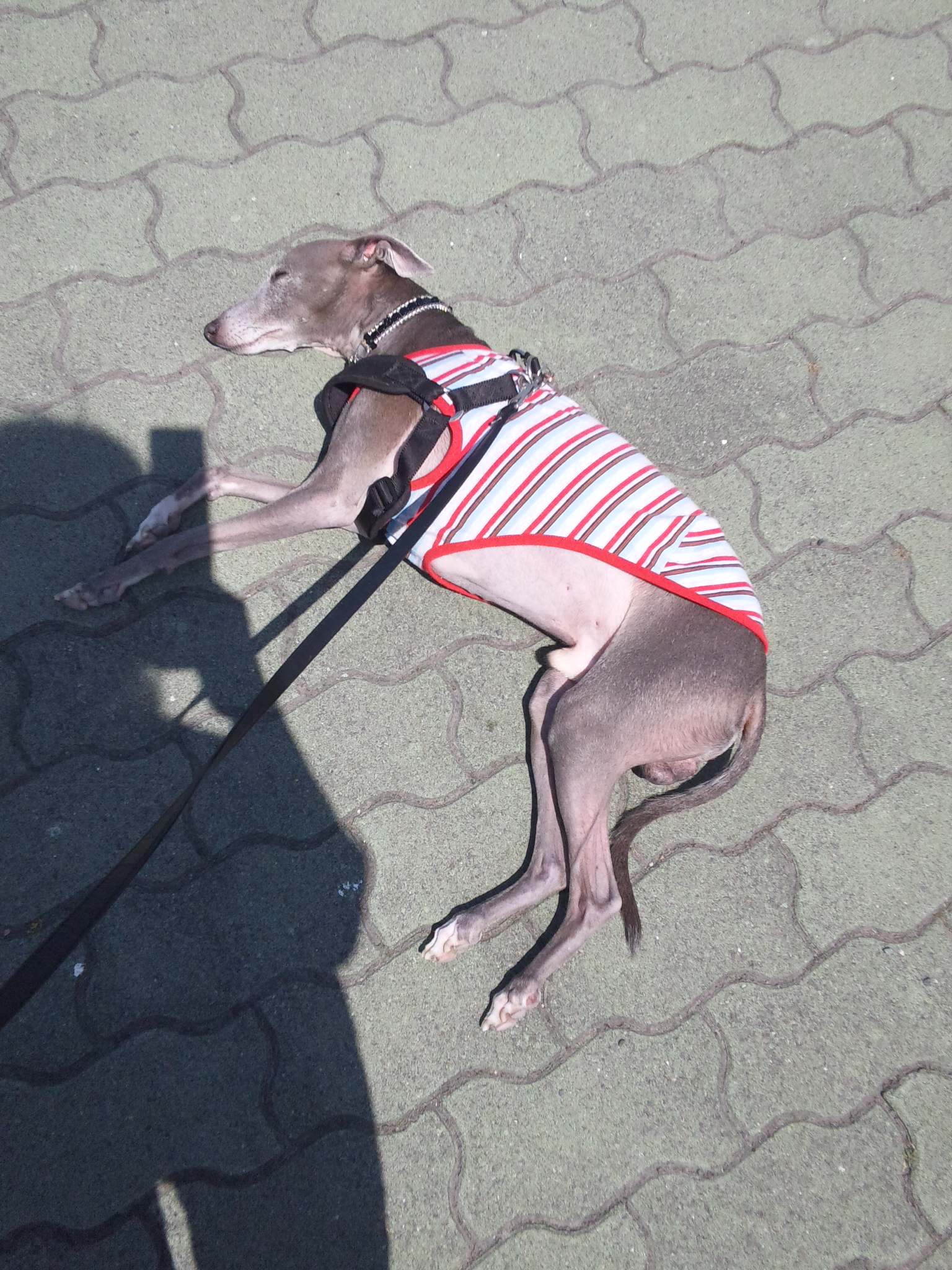 c0003217_1052424.jpg