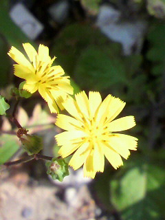 f0036223_84643.jpg