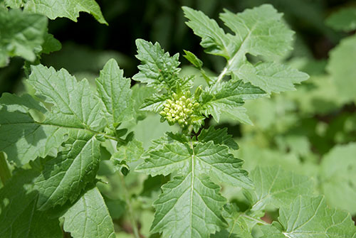 c0184125_2454169.jpg