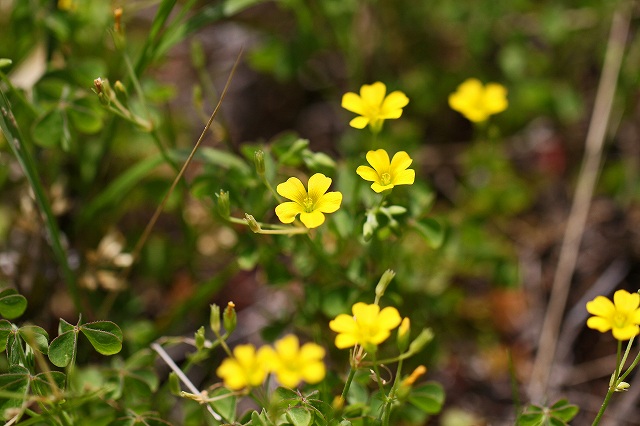 a0242438_2020212.jpg