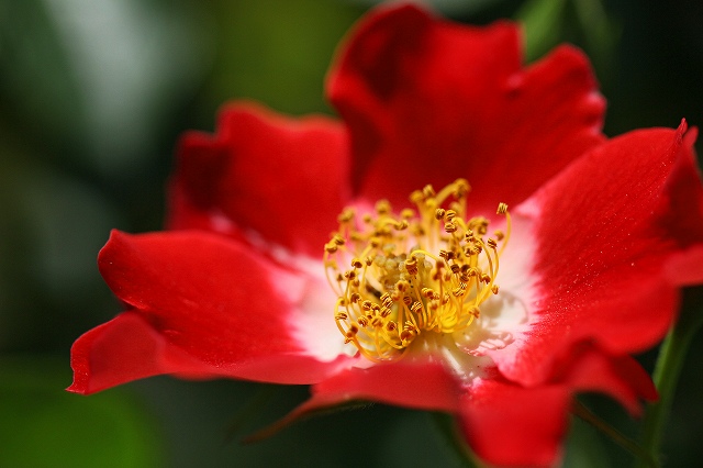 a0242438_20223818.jpg