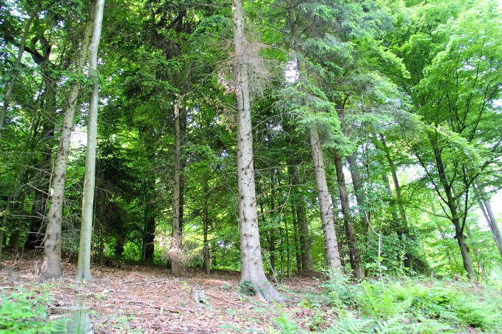 c0153740_1492781.jpg