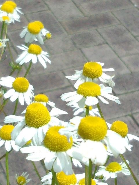 c0236542_12384653.jpg