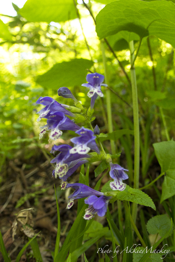 b0167256_21255723.jpg