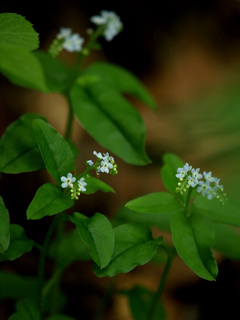 c0194161_2381310.jpg