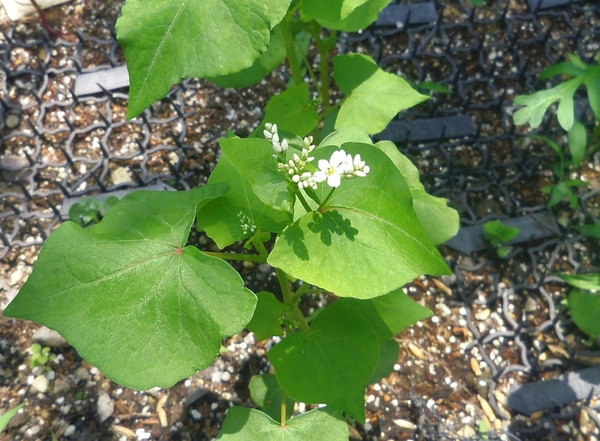 e0031572_1118710.jpg