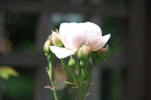 e0114977_2122562.jpg