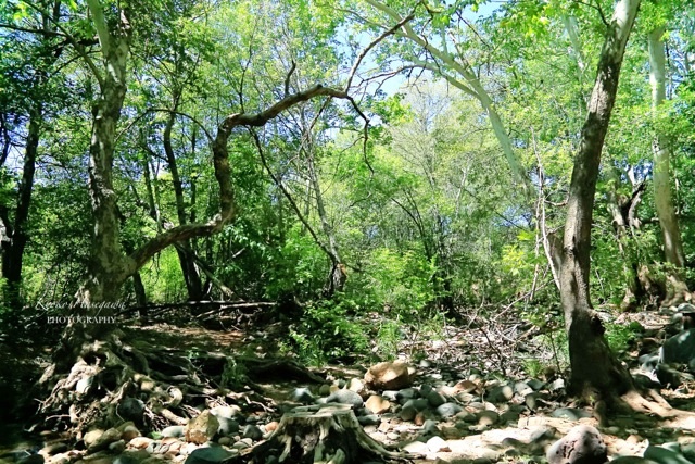 e0148185_745477.jpg