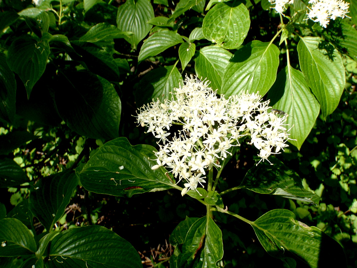 a0007388_11252994.jpg