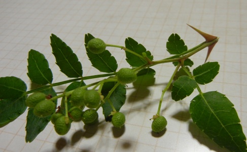 a0236300_2291063.jpg