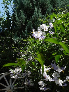 c0152002_10224274.jpg