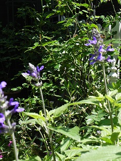 c0152002_10241655.jpg