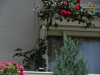 c0152002_1030529.jpg