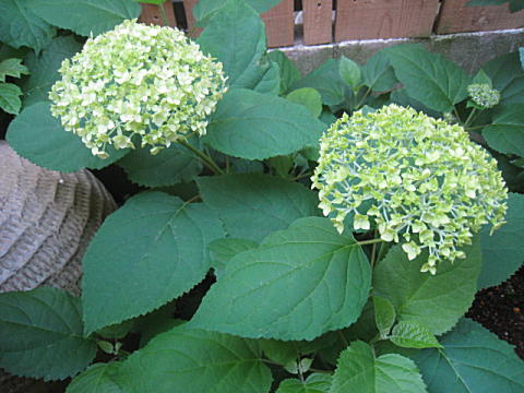 d0046702_639423.jpg