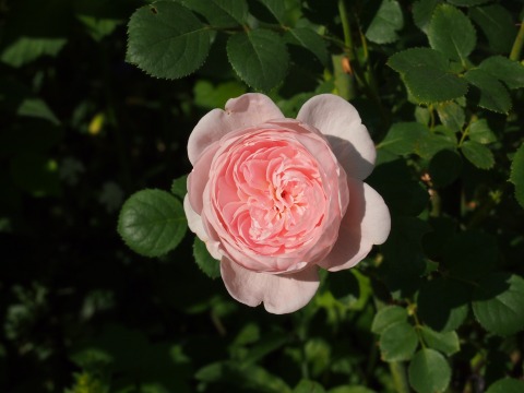 c0117007_225245.jpg