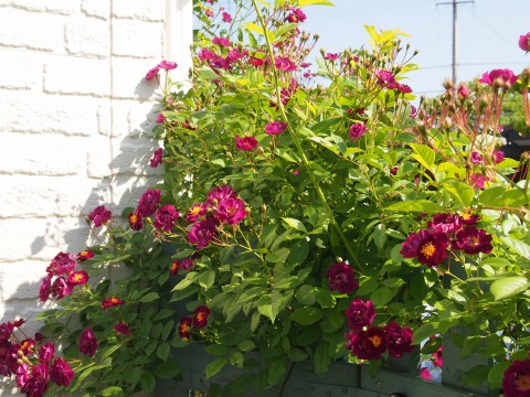 c0117007_2283667.jpg