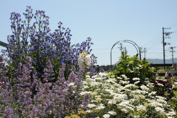 d0001008_15212892.jpg